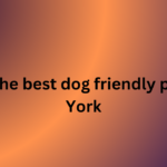 15 of the best dog friendly pubs in York