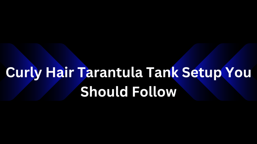 Curly Hair Tarantula Tank Setup You Should Follow