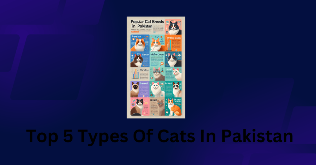 Top 5 Types Of Cats In Pakistan
